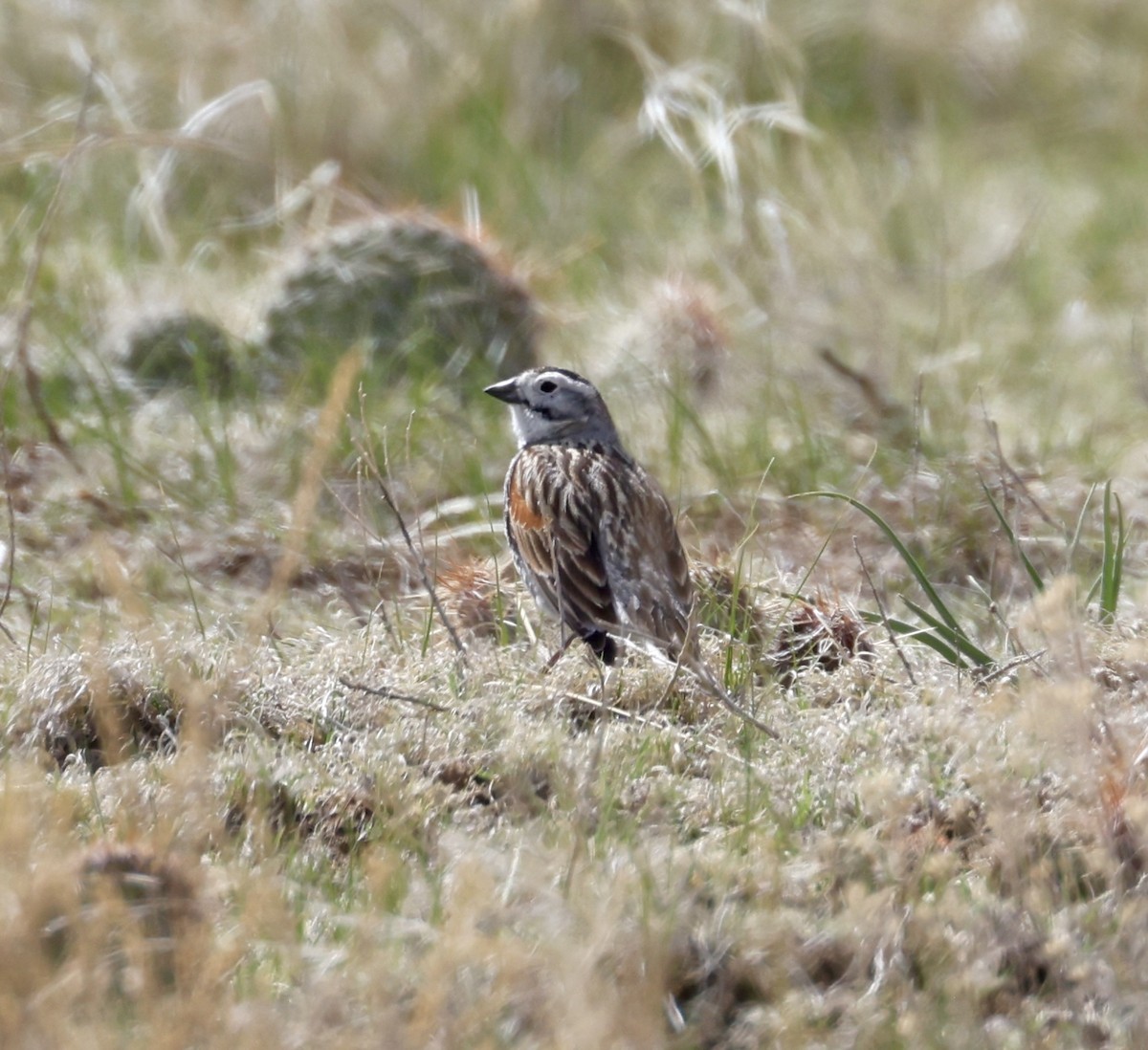 Thick-billed Longspur - ML619387001