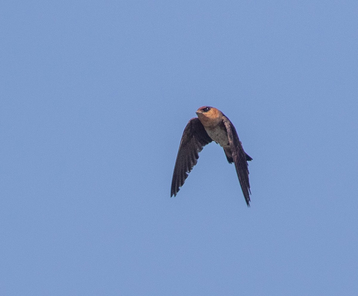 Cave Swallow - ML619387015