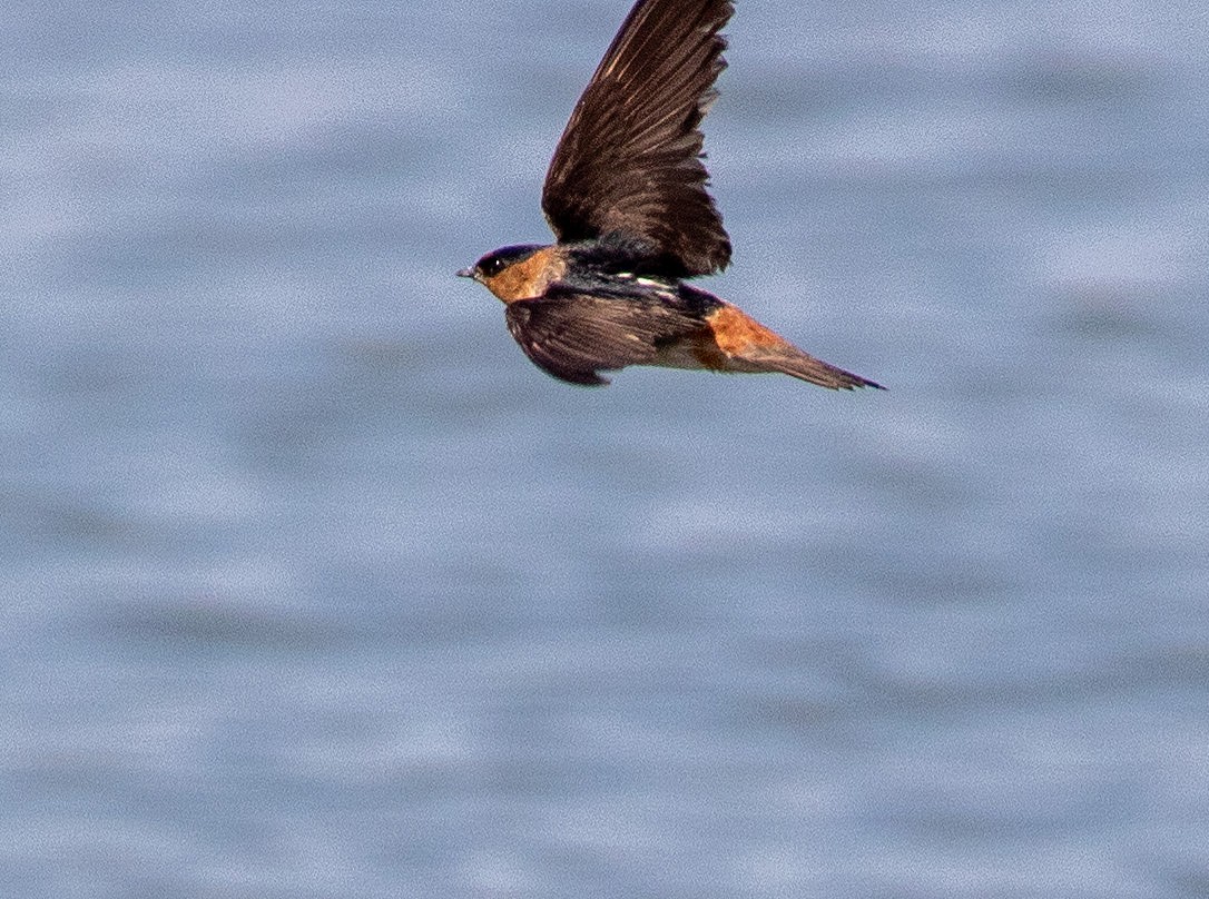 Cave Swallow - ML619387016