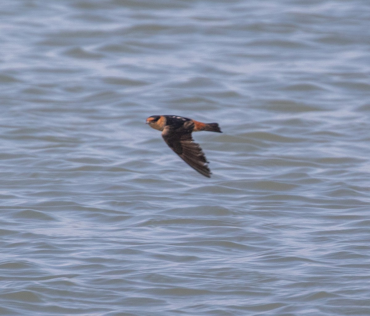 Cave Swallow - ML619387019