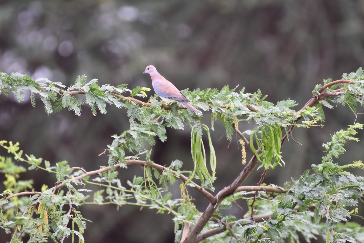 Laughing Dove - ML619387061