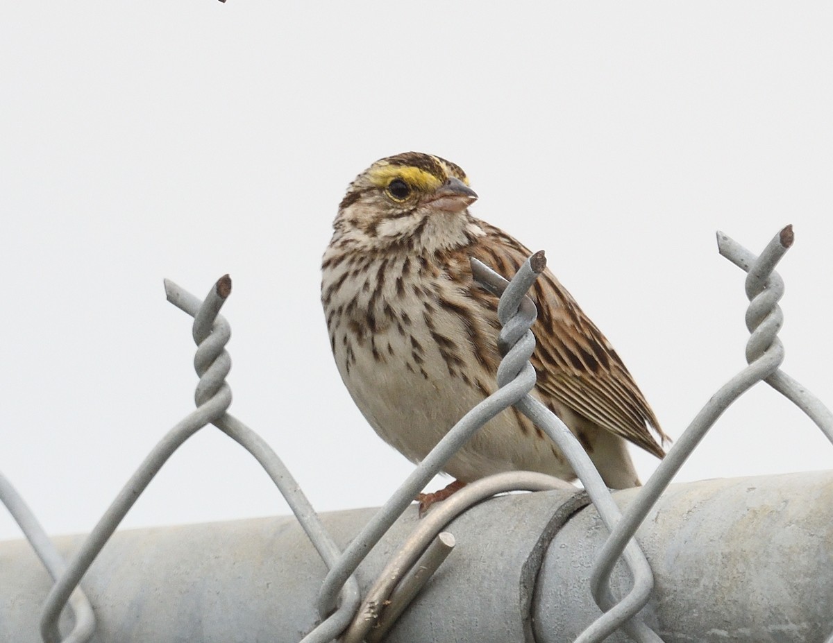 Savannah Sparrow - ML619387106