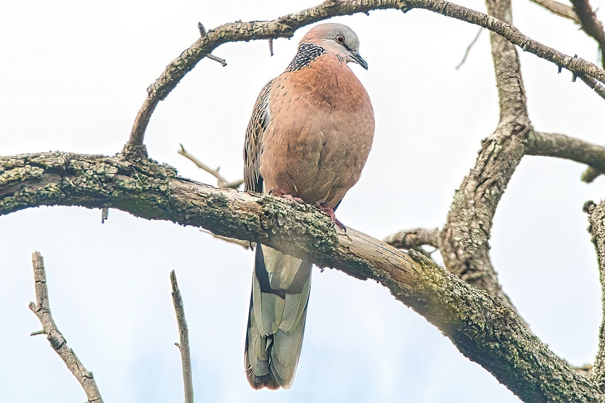 Spotted Dove (Eastern) - ML619387153