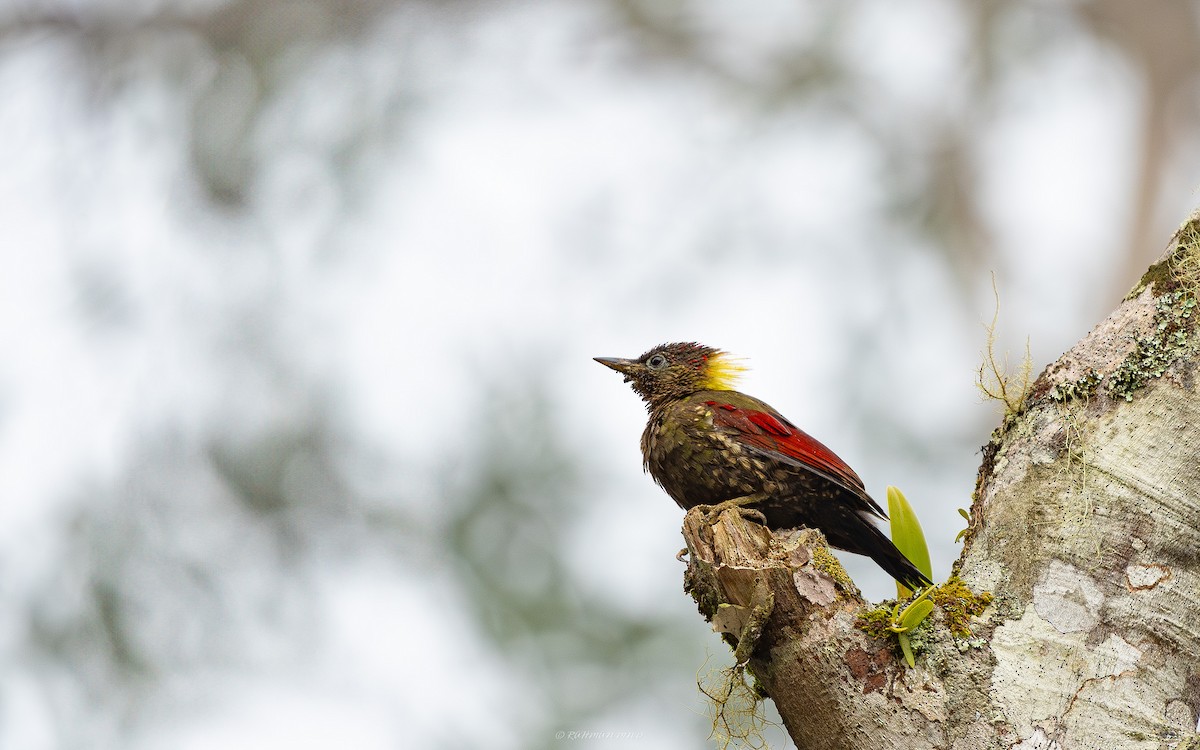 Crimson-winged Woodpecker - ML619387182