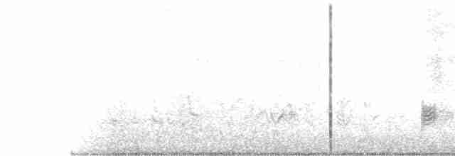 西方秧雞 - ML619387216