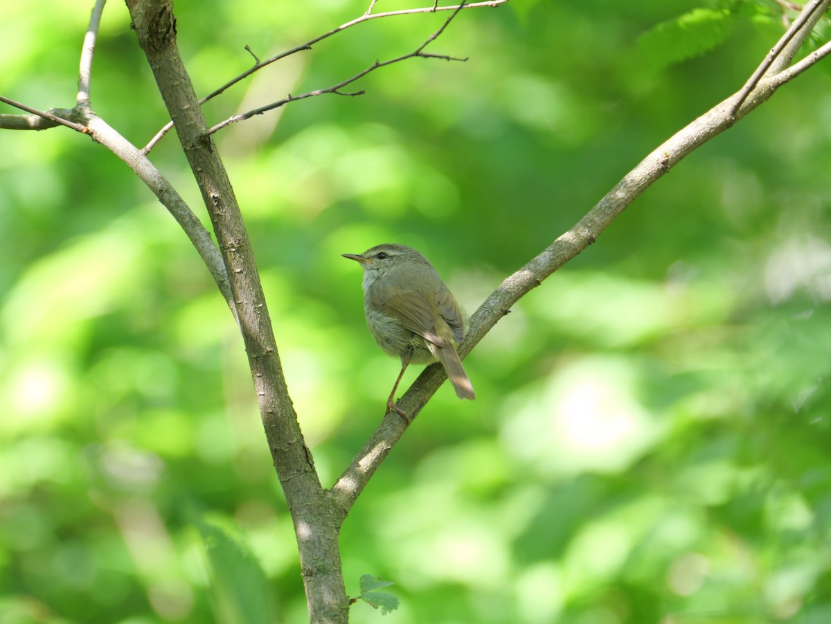 Japanese Bush Warbler - ML619387222