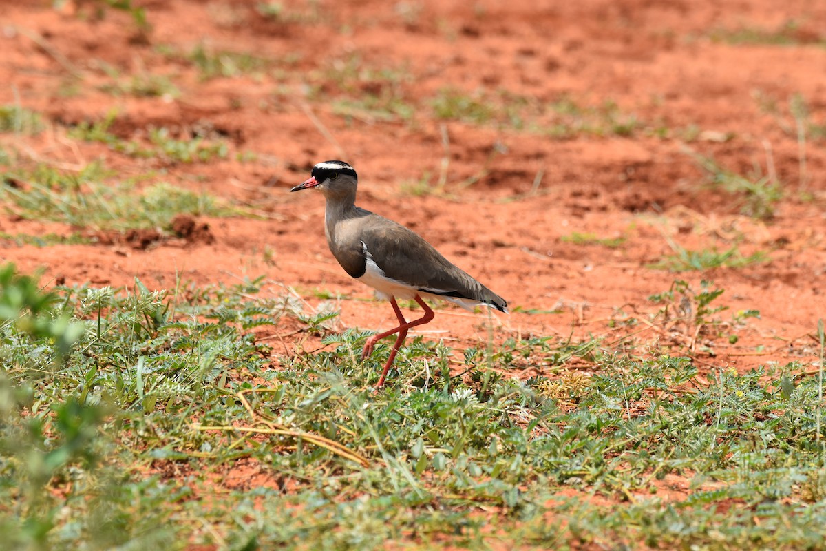 Crowned Lapwing - ML619387238