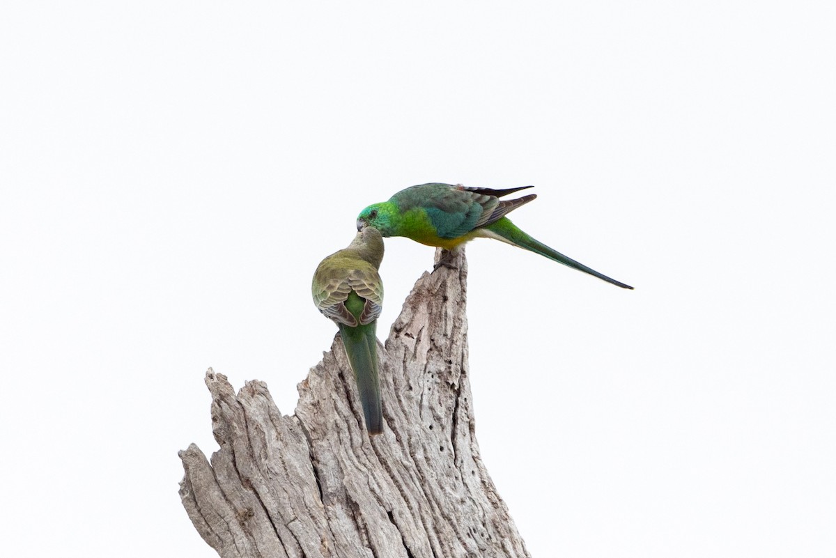 Red-rumped Parrot - ML619387324