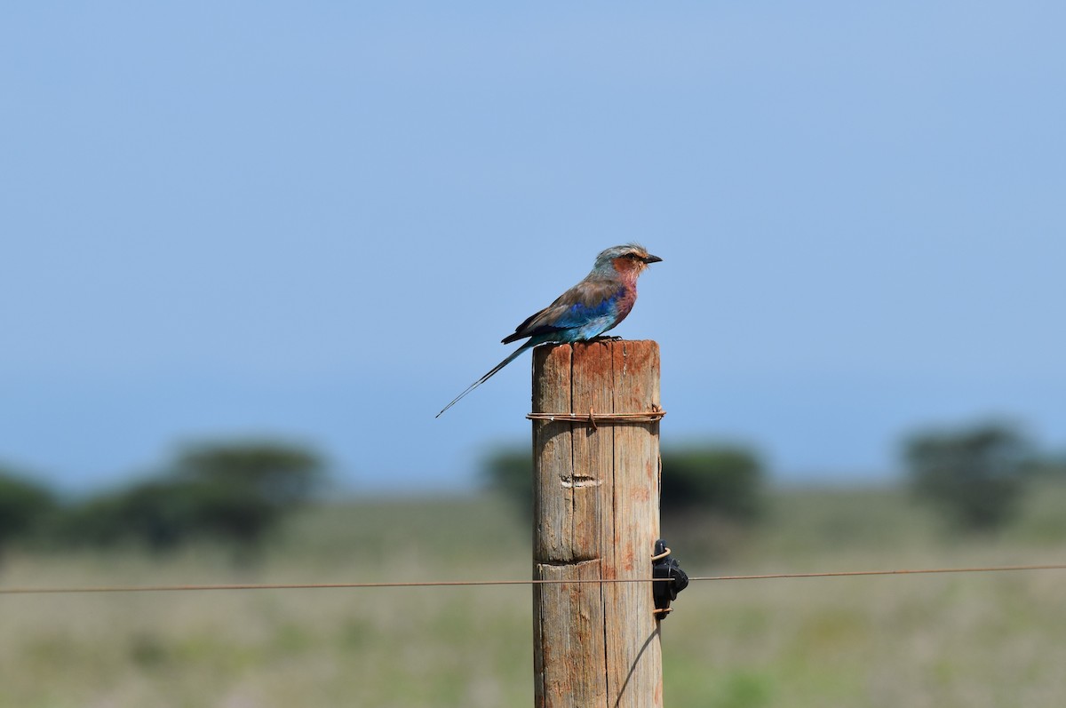Lilac-breasted Roller - ML619387331