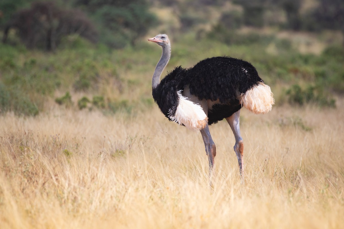 Somali Ostrich - ML619387349