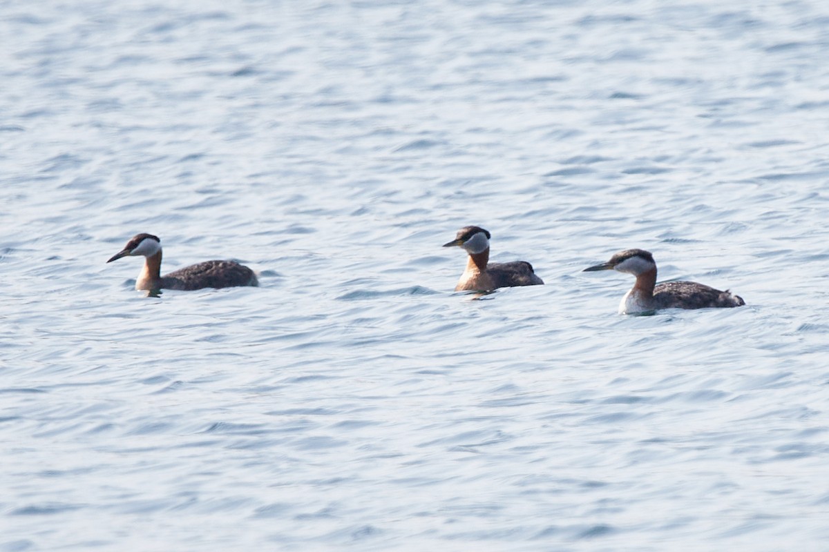 Red-necked Grebe - ML619387371