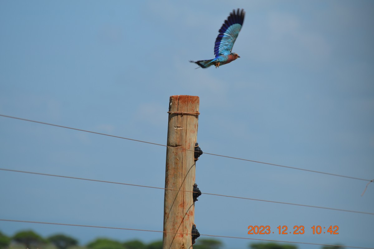 Lilac-breasted Roller - ML619387439