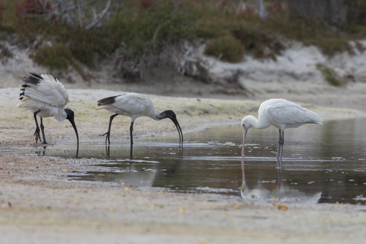 Australian Ibis - ML619387479