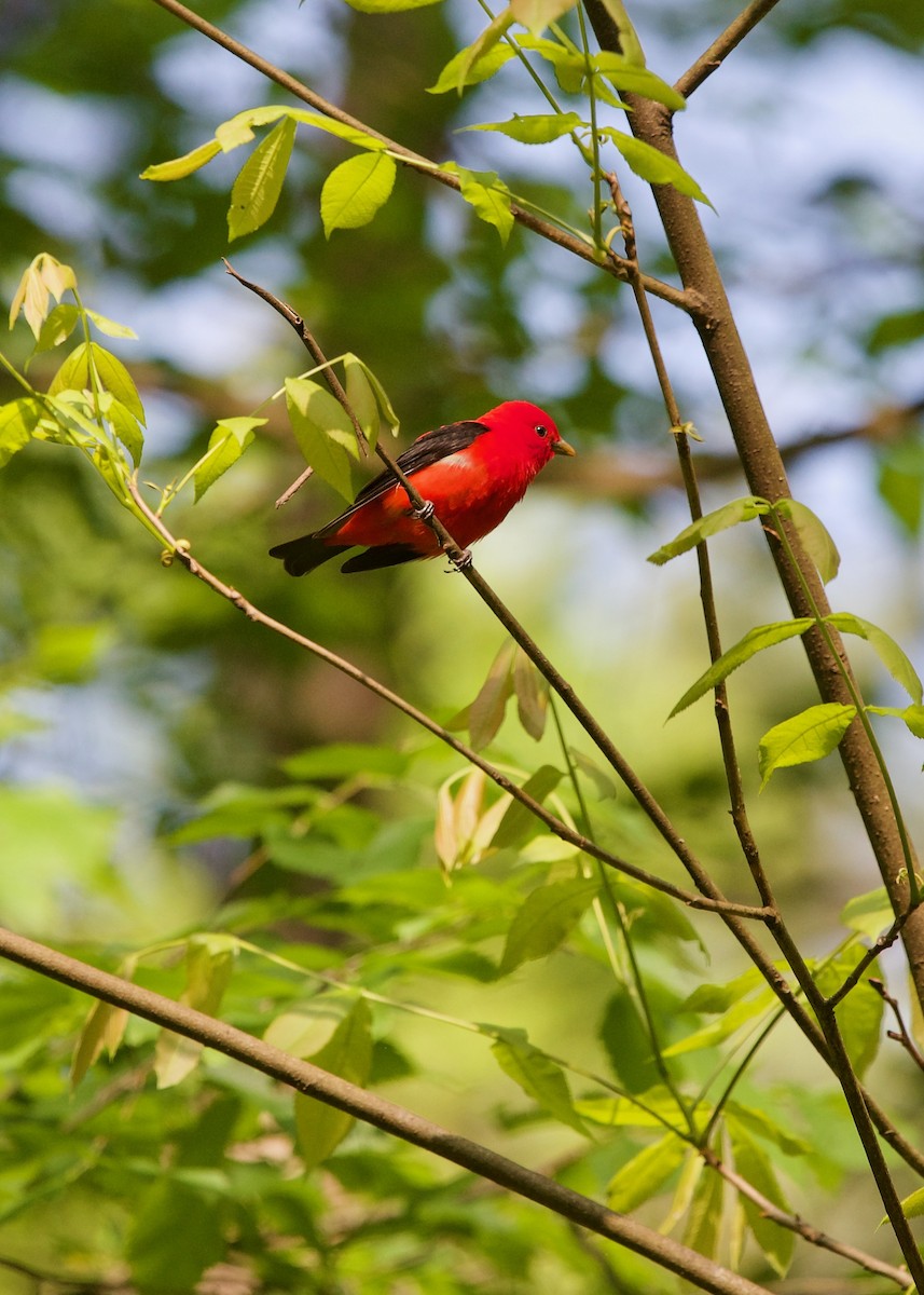 Scarlet Tanager - ML619387480