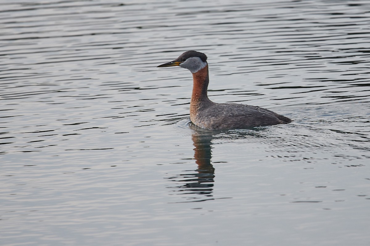 Red-necked Grebe - ML619387482