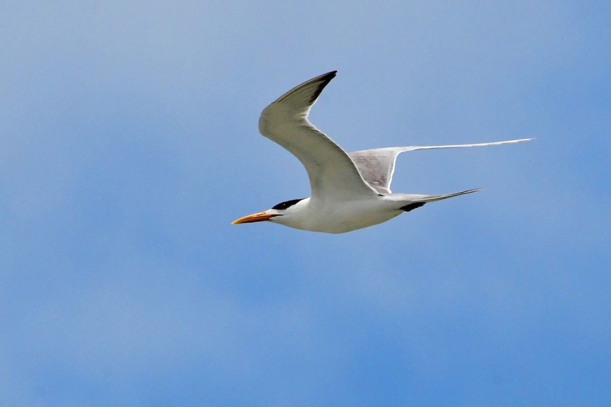 Great Crested Tern - ML619387494