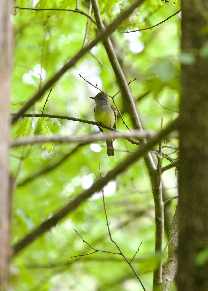 Great Crested Flycatcher - ML619387495