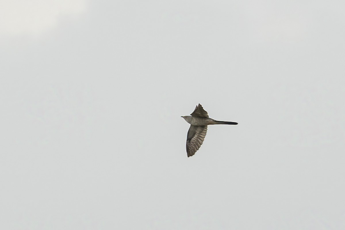 Common Cuckoo - ML619387510