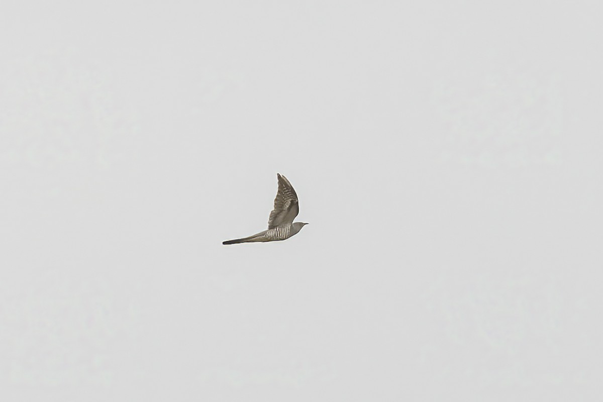 Common Cuckoo - ML619387511