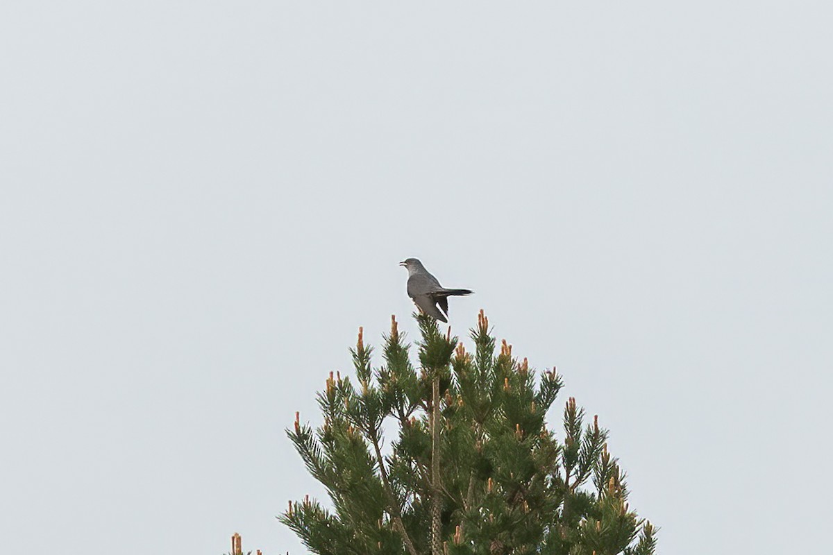 Common Cuckoo - ML619387512