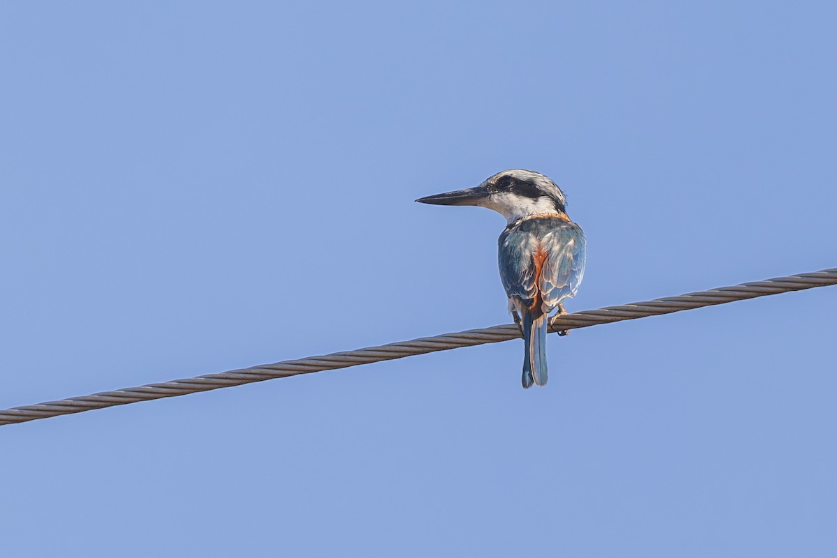 Red-backed Kingfisher - ML619387530