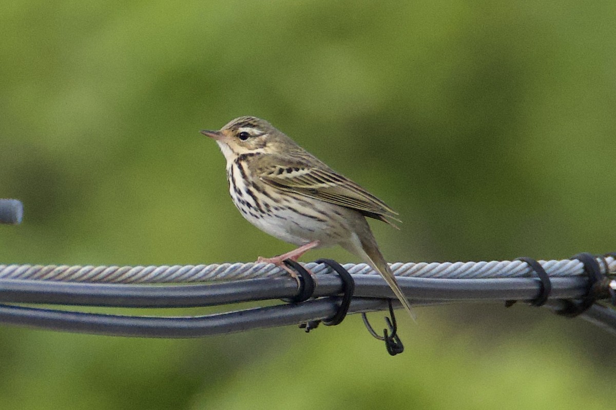 Olive-backed Pipit - ML619387576