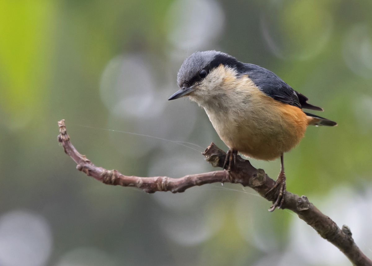White-tailed Nuthatch - ML619387611