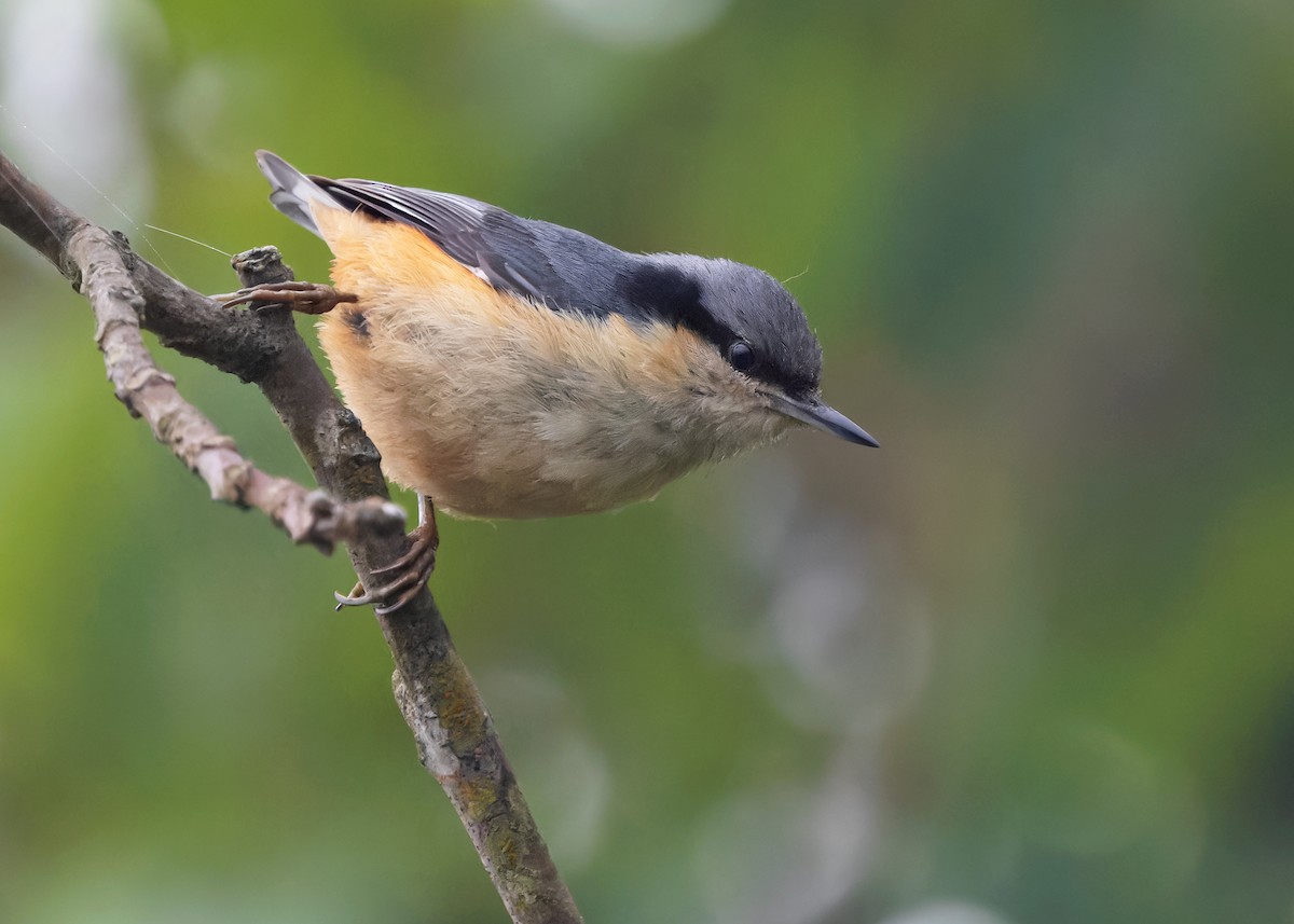 White-tailed Nuthatch - ML619387613