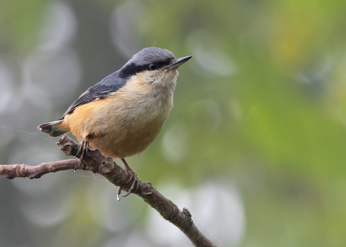 White-tailed Nuthatch - ML619387614
