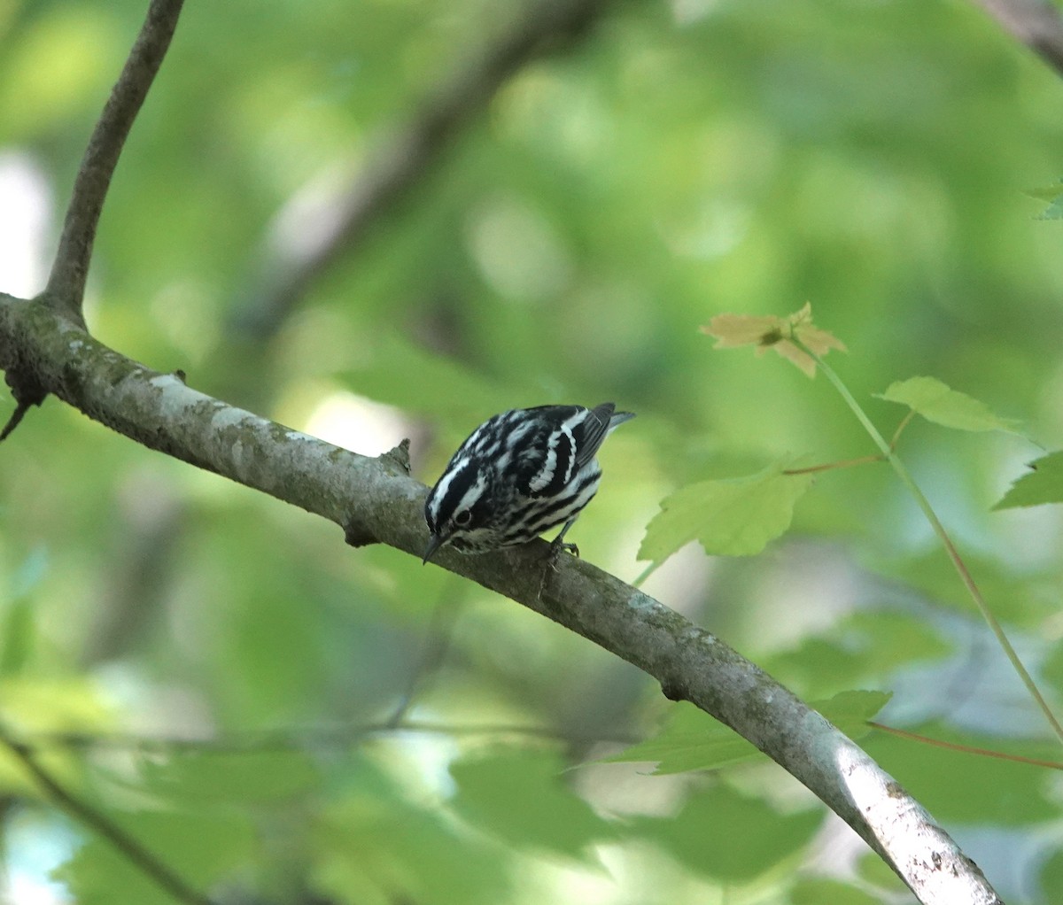 Black-and-white Warbler - ML619387617