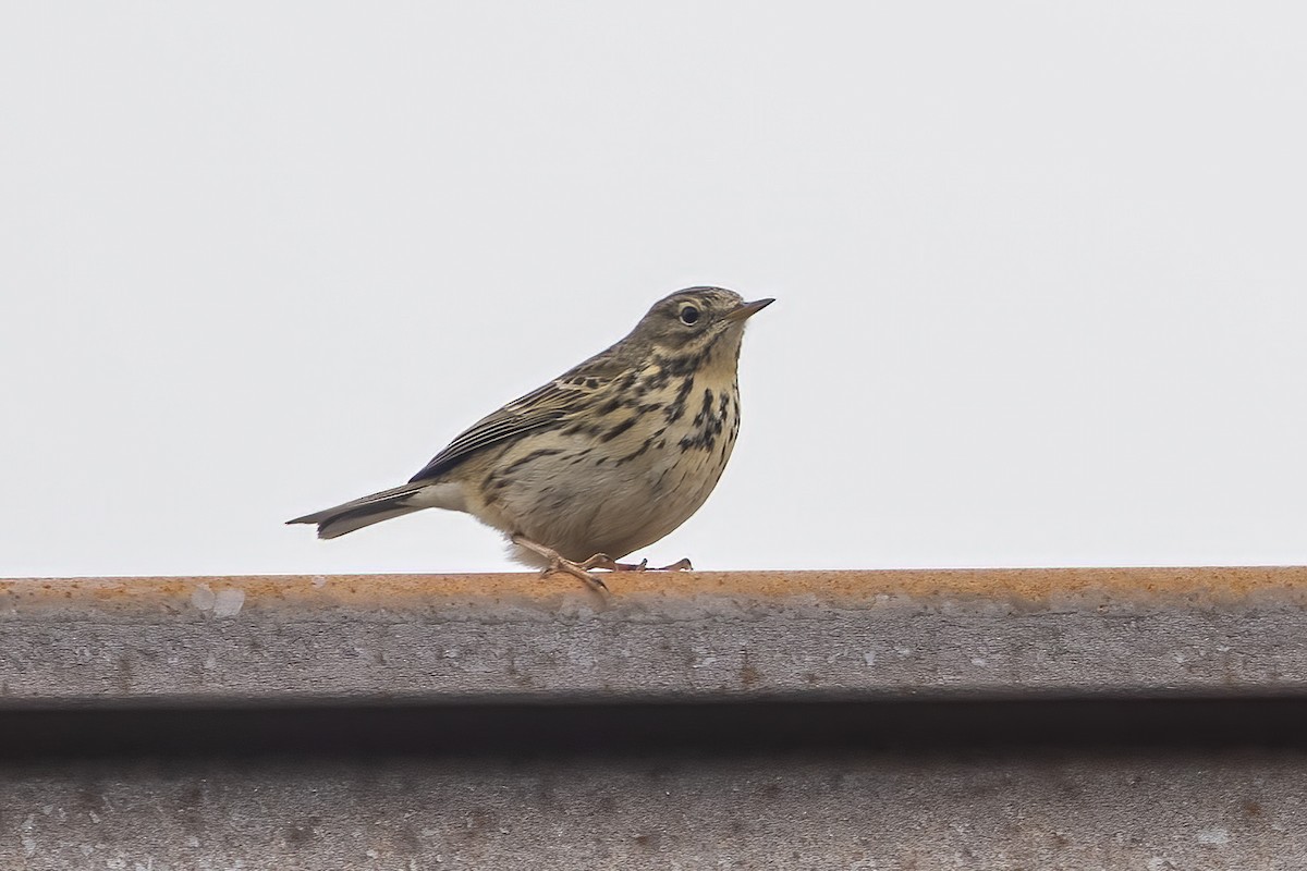 Meadow Pipit - ML619387645