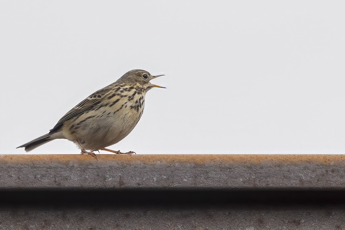 Meadow Pipit - ML619387646