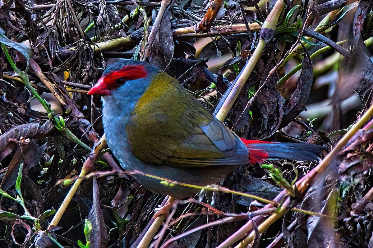 Red-browed Firetail - ML619387656