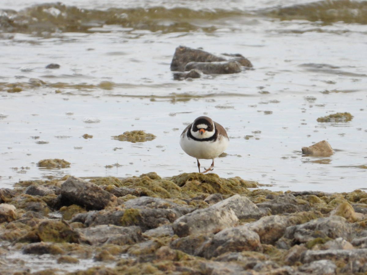 Semipalmated Plover - ML619387661