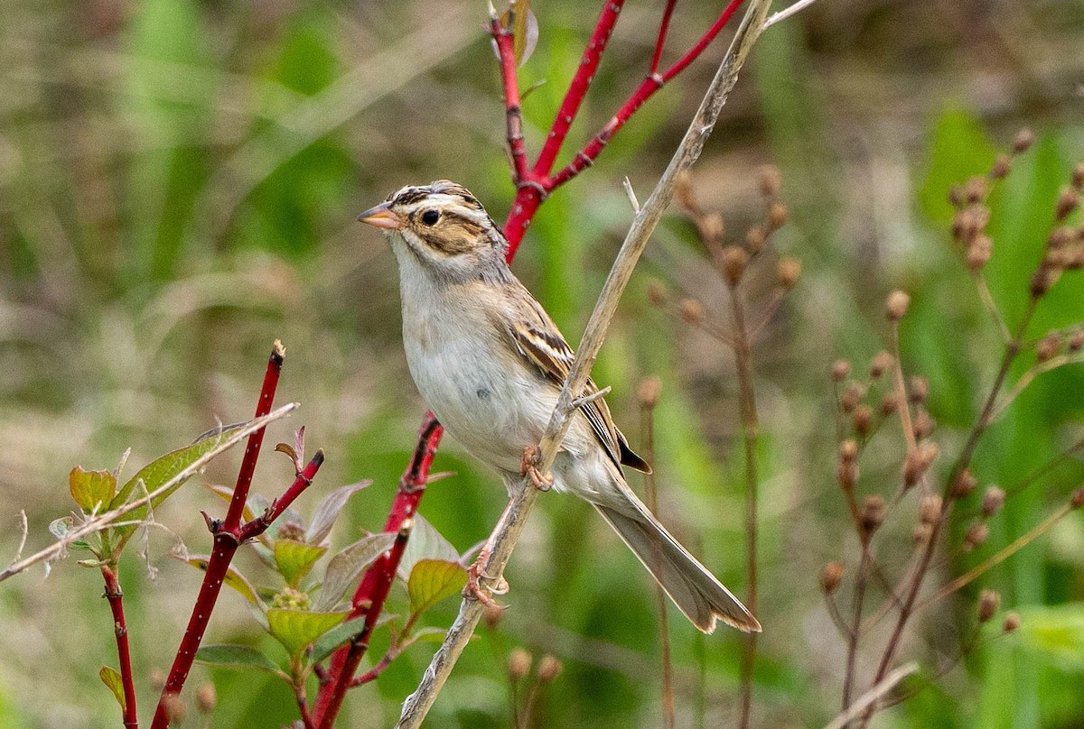 Clay-colored Sparrow - ML619387681
