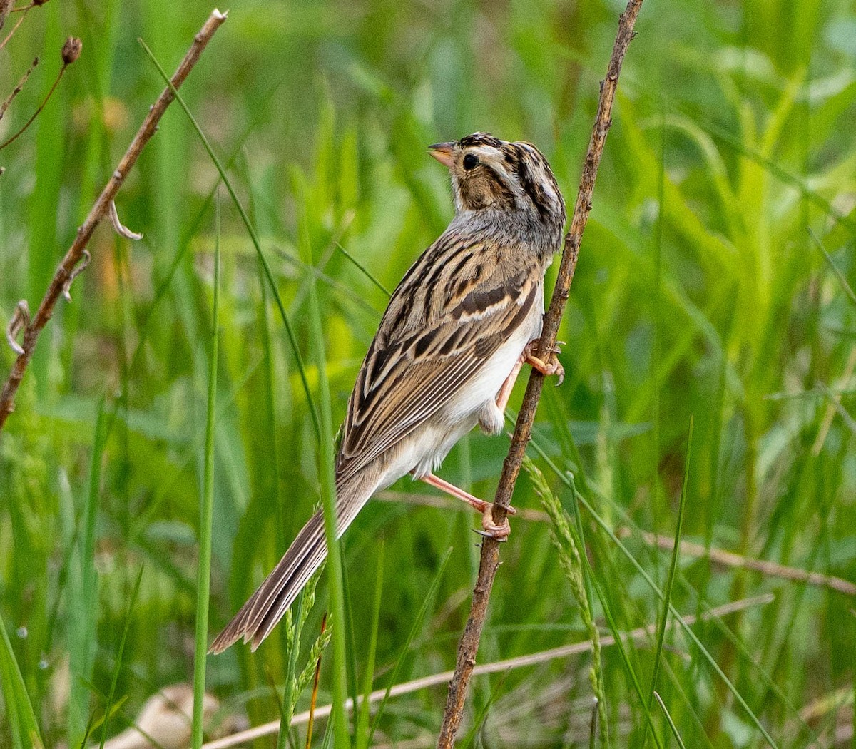 Clay-colored Sparrow - ML619387682