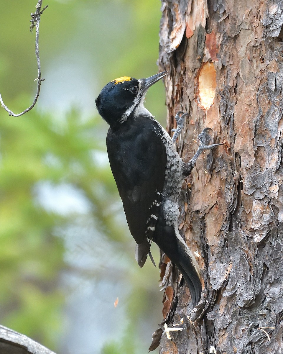 Black-backed Woodpecker - ML619387689