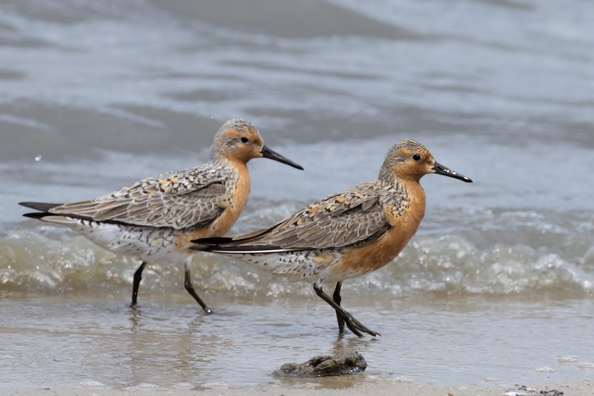 Red Knot - ML619387707