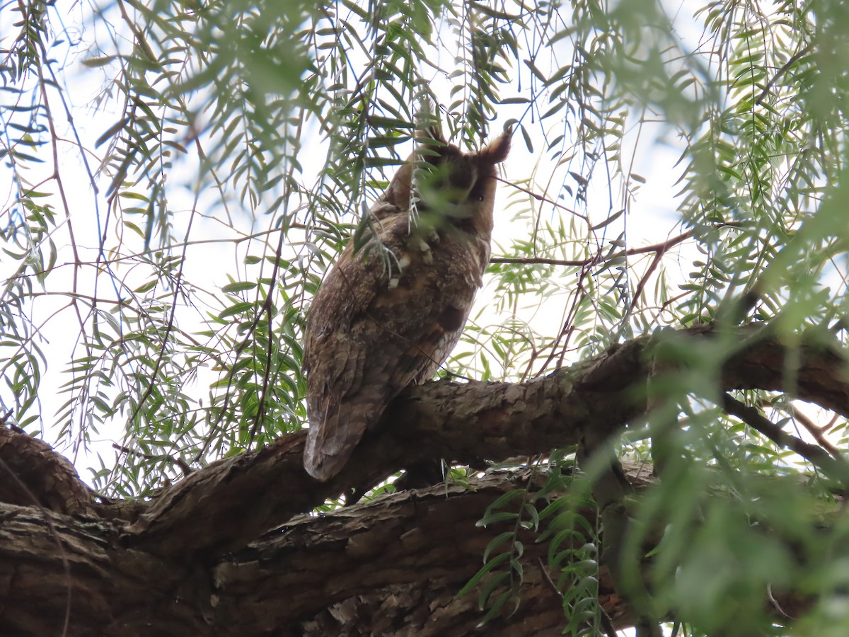 Long-eared Owl - ML619387709