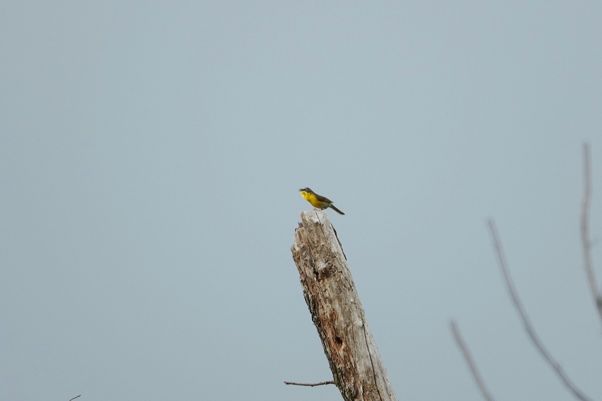 Yellow-breasted Chat - ML619387752