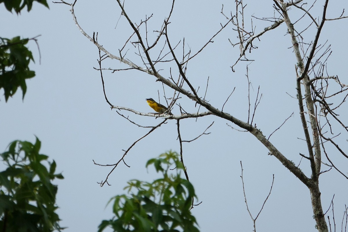 Yellow-breasted Chat - ML619387759