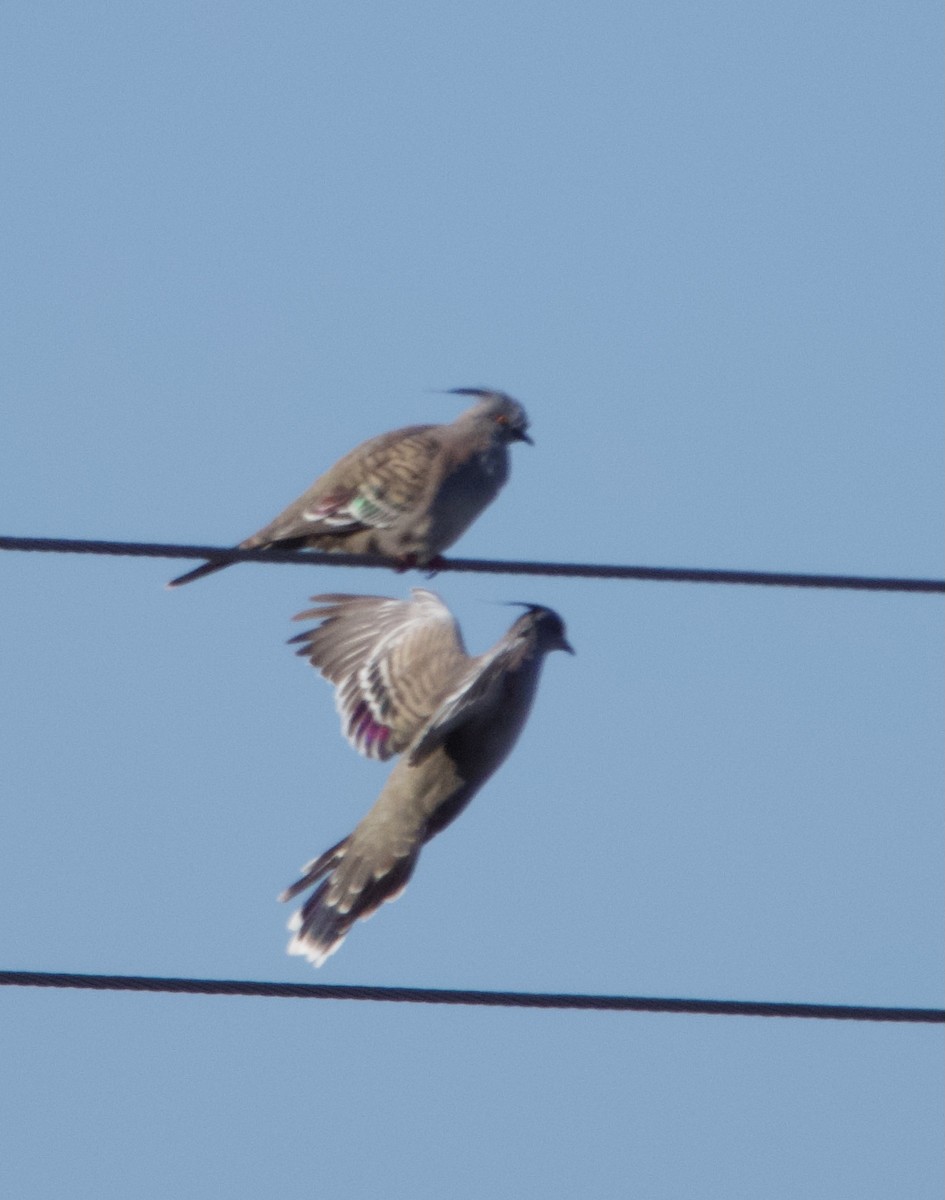 Crested Pigeon - ML619387760