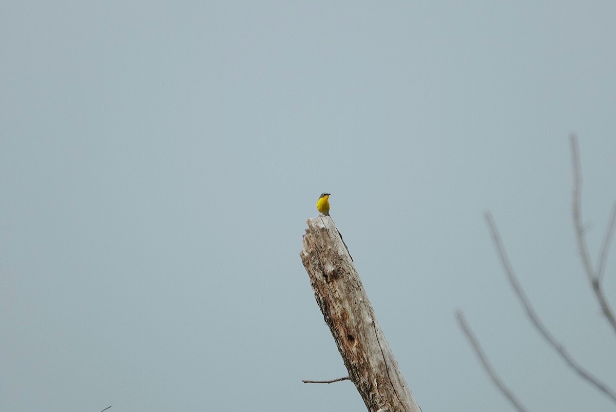 Yellow-breasted Chat - ML619387768