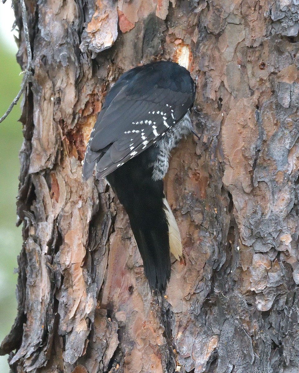 Black-backed Woodpecker - ML619387847