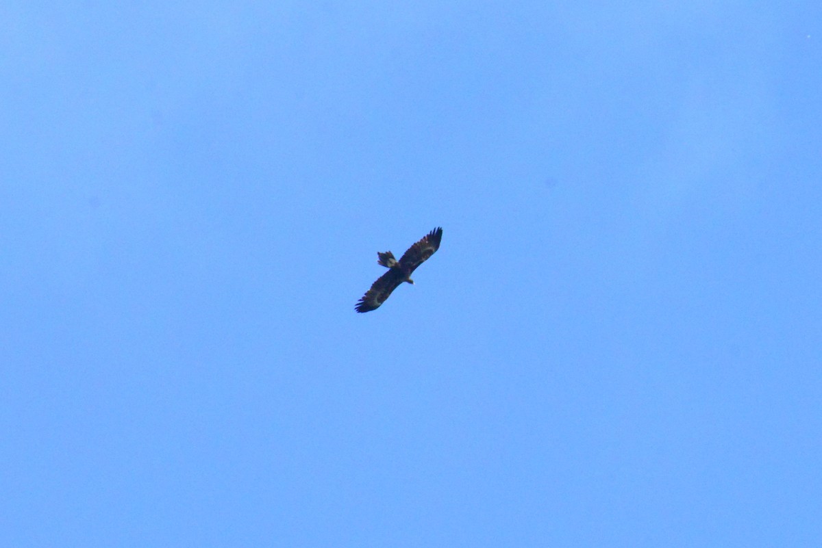 Wedge-tailed Eagle - ML619387869