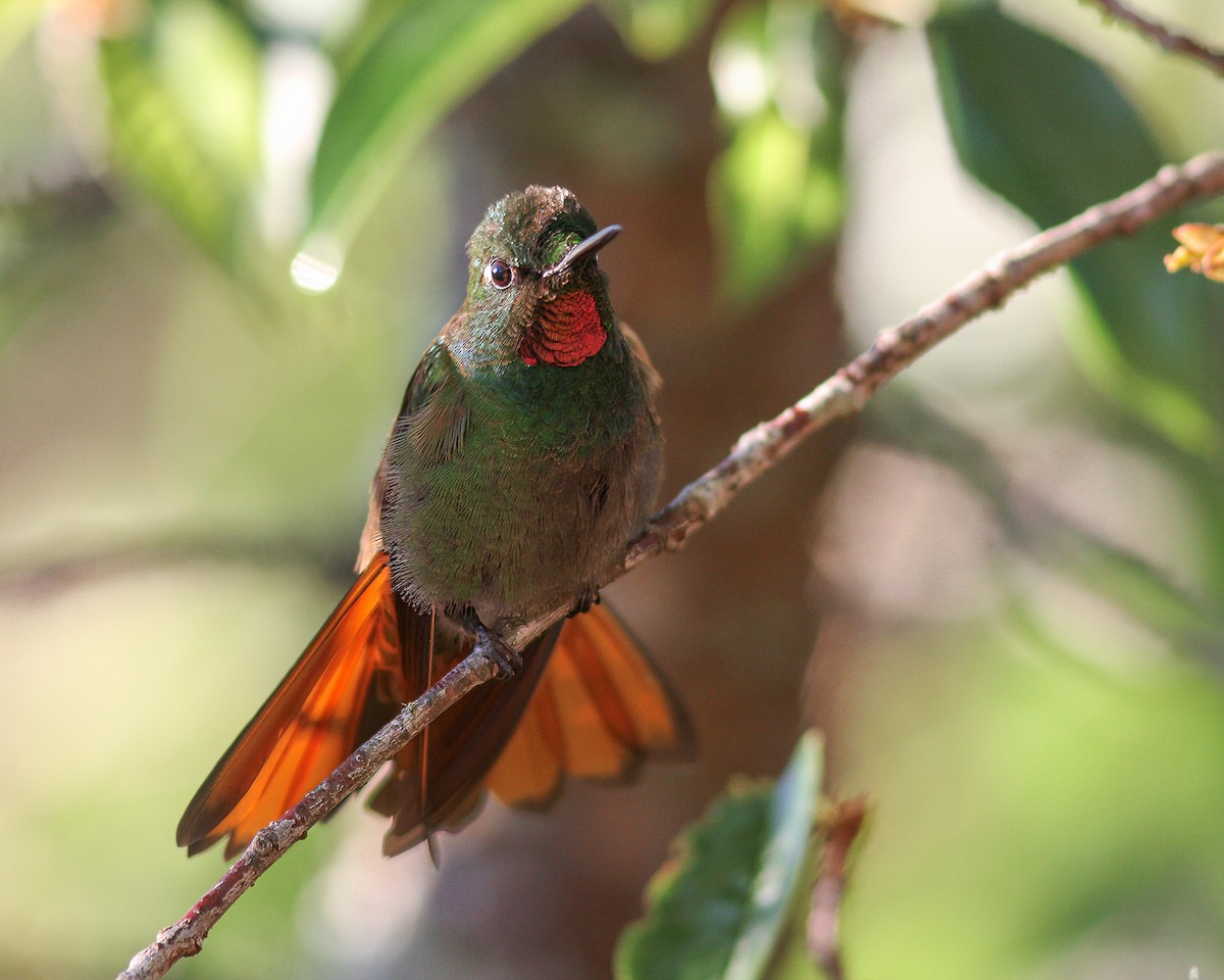 kolibřík brazilský - ML619387884