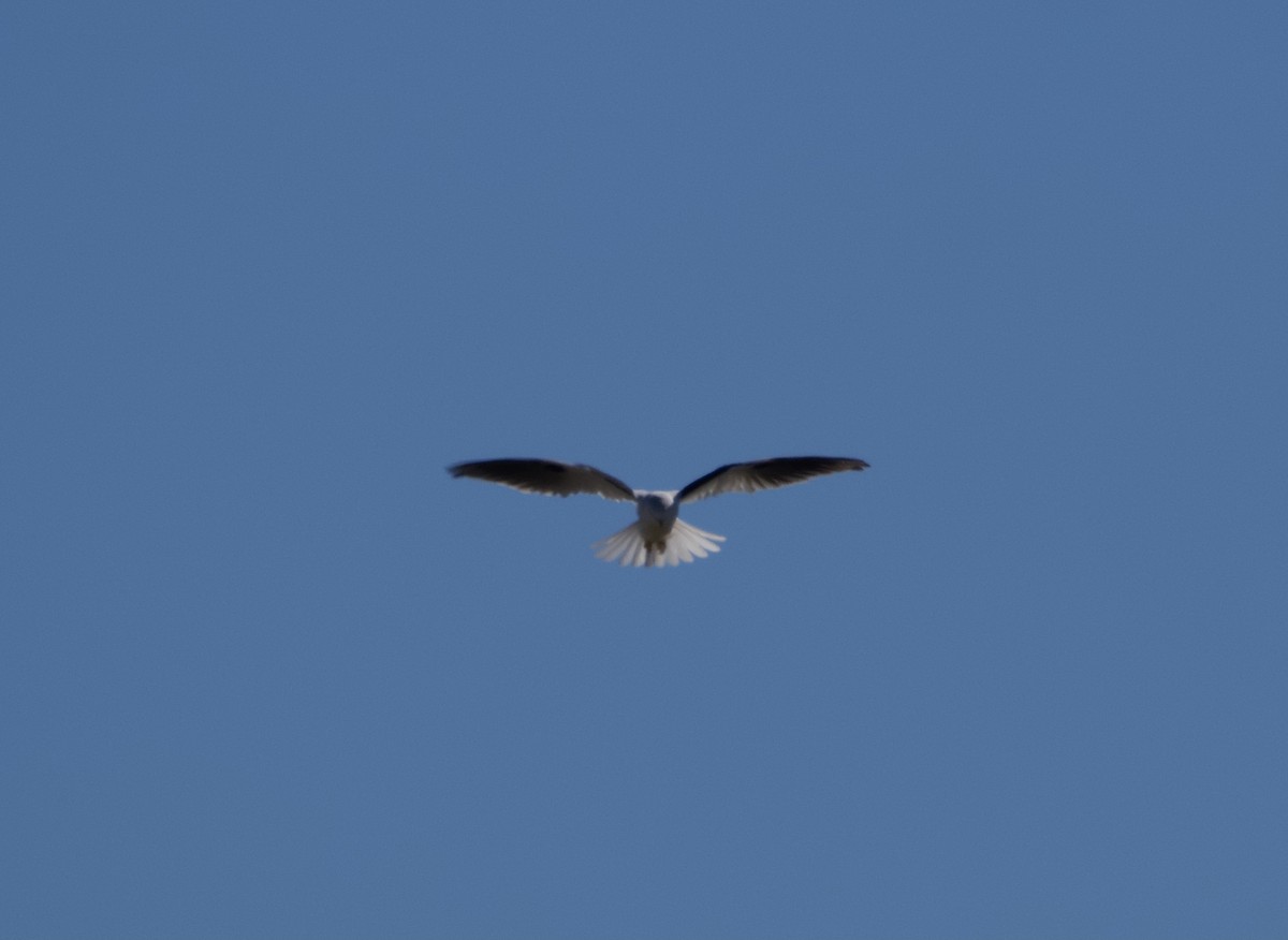 Black-shouldered Kite - ML619387897