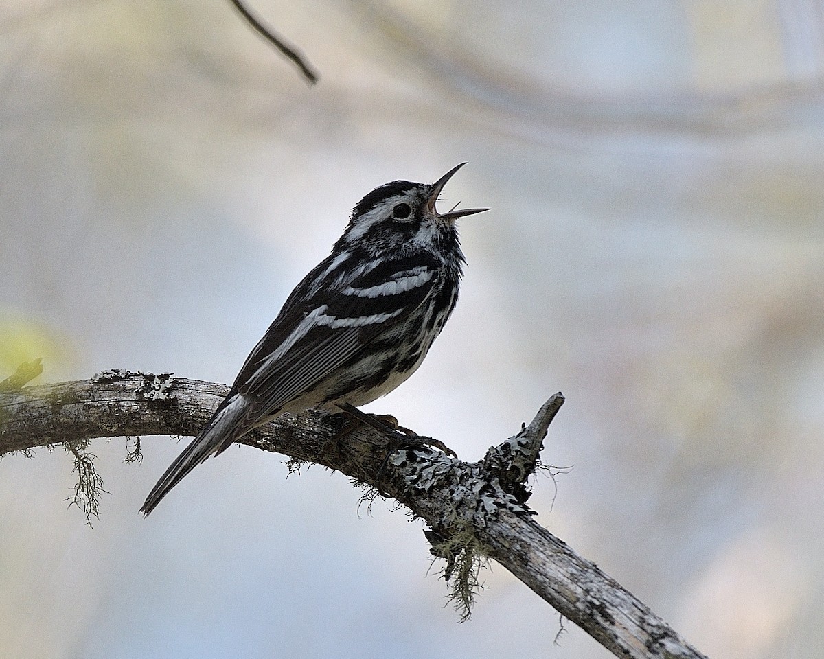 Black-and-white Warbler - ML619387902