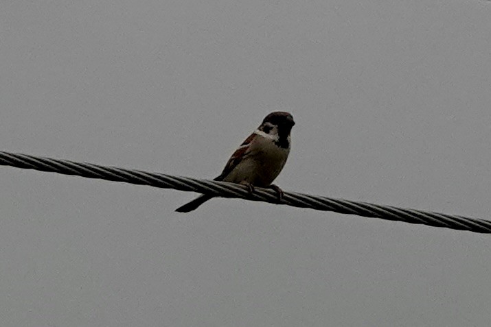 Eurasian Tree Sparrow - ML619387907
