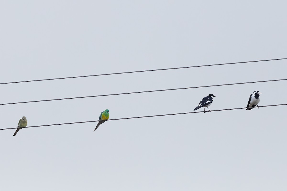 Red-rumped Parrot - ML619387910